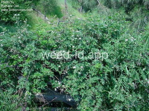 blackberry, cutleaf